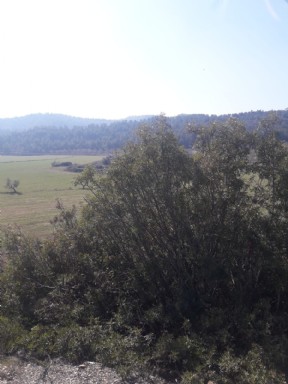 vistas
